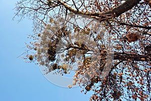 Tree branches with some dry yellow leaves and green mistletoe on blue sunny sky background