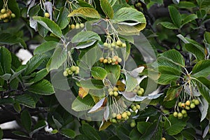 Tree branches of Sorbus alnifolia.