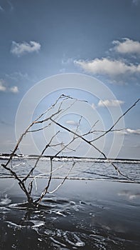 Tree branches stuck on the edge of the beach, and ready to be swept by the waves. photo