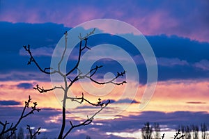 Tree branches at the sunset