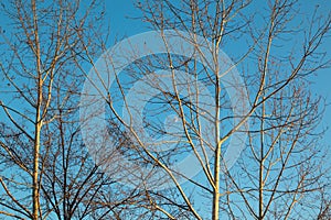 Tree branches in sunset light on blue background