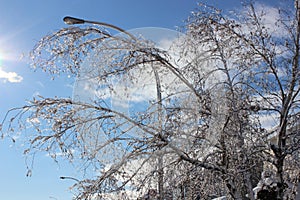 Tree branches swaying from frost photo
