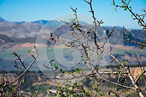 Tree branches with the Tajo Gorge Tajo de Ronda