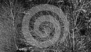 Tree Branches tangles