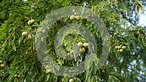 Tree branches of Taxodium distichum with cones.