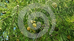 Tree branches of Taxodium distichum with cones.