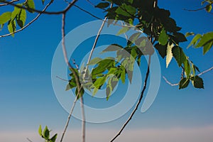 Tree branches, twigs with fresh green leaves against clear blue sky in springtime Summer nature background. Spring tree