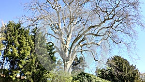 tree branches twigs sky blue trunk stem bole green sunshine