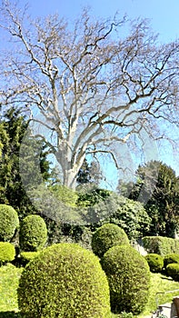 tree branches twigs sky blue trunk stem bole green sunshine shrubs