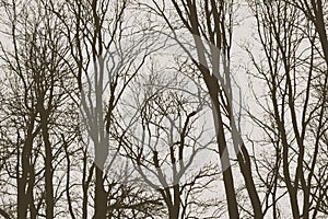 Tree branches/ twigs in winter - forest