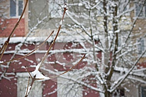 Tree branches under the snow