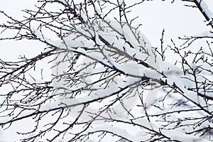 Tree branches under a snow cap. Winter tree_