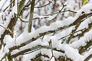 Tree branches under the snow, closeup. First snow. Soft focus, shallow depth of field