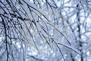Tree branches under snow in winter