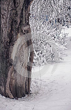 Tree branches under snow in winter
