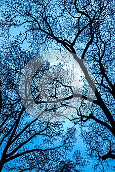 Tree Branches upwards toward sky