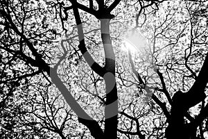 Tree branches in the white background, photo silhouettes of tree branches on a white background