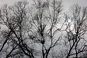 tree branches when winter comes