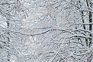 Tree branches in winter covered with snow