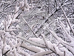 Tree branches in winter, covered in thick snow