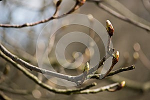 Tree Branches Winter Leafes Closeup Forest Nature