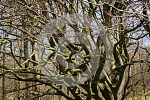 Tree Branches Winter Leafes Closeup Forest Nature