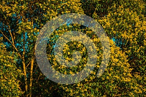 Tree branches with yellow flowers on a farm