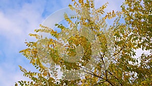 Tree branches with yellow foliage blowing on wind on blue sky background