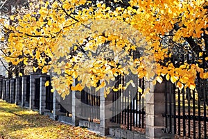 Tree branches with yellow leaves and metal fence