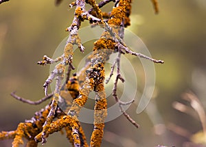 Un árbol hongos 