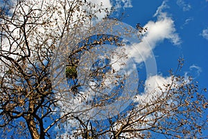 Tree branches with yellow rotten leaves and green mistletoe on the cloudy sunny sky background