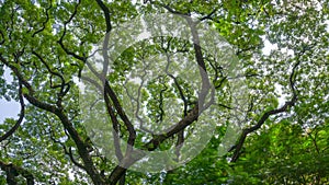 Tree branchs background