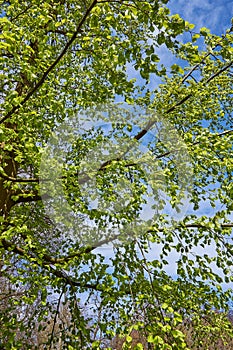 Tree brench with green leaves