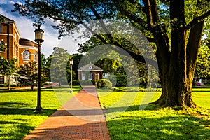 Tree and brick walkway at John Hopkins University in Baltimore,