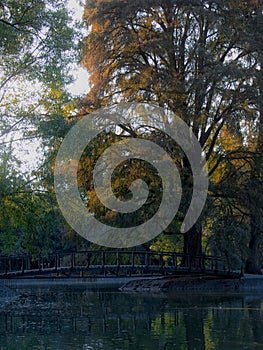 Tree and bridge in Chapultepec Park in Mexico City, Mexico