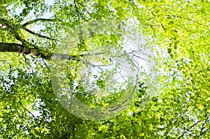 Tree with bright, fresh, lush foliage. Green forest against blue sky, outdoors, bottom view background