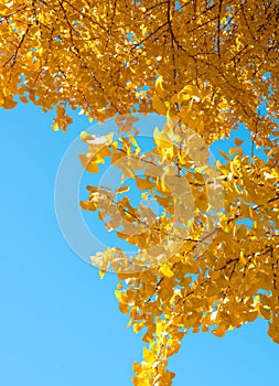 Tree with bright yellow autumn leaves illuminated by the sun on a clear, blue sky background