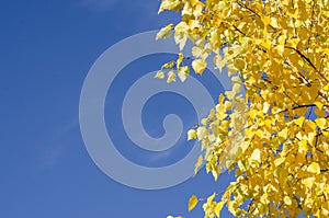 A tree with bright yellow golden leaves against a blue sky. Autumn landscape with copy space