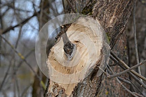 Tree with broken branch. Close-up of bark. Damaged old tree bark. A wound on a wooden surface from a broken branch