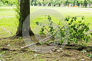 Tree with broken branches fallen on the ground