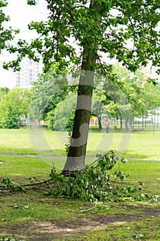 Tree with broken branches fallen on the ground