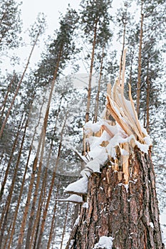 A tree broken by an enemy russian projectile