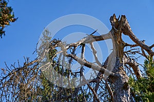 A tree with a broken off top. Fallen branch. Background with copy space for text