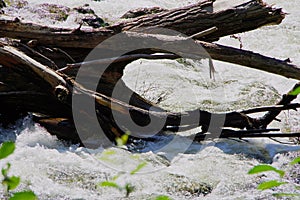 Tree broken in the storm in the river