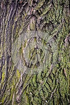 Tree brown bark texture with green moss photo