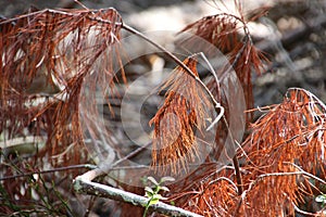 Tree with brown leaves and needles in the sun at the Dellen in the Veluwe in the Netherlands.