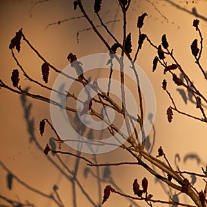 Tree brunches with buds during sunset