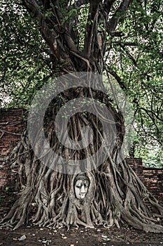 Tree Buddha