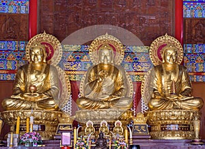 Tree buddha statues