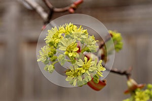 Tree buds